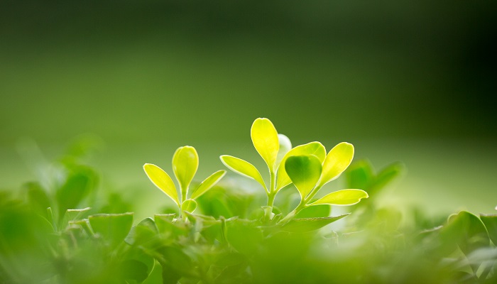 南宫NG28官网植树造林有什么重要意义 植树造林的重要意义(图3)