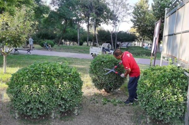 南宫28石家庄晋州：秋季“梳妆”好时节 绿化修剪不停歇(图2)