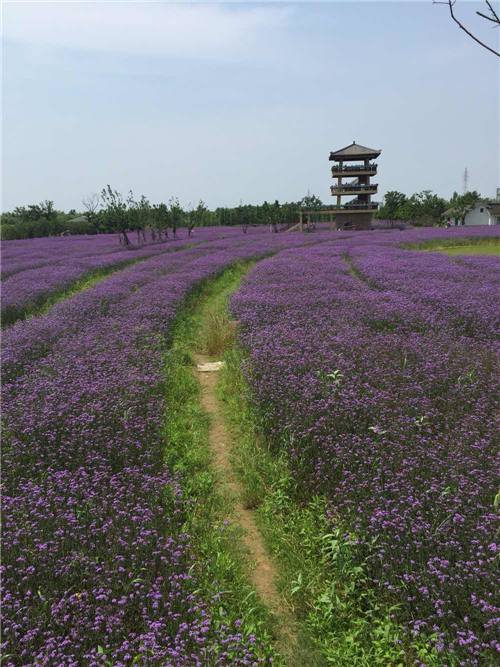 南宫NG28官网杭州湾海上花田 营造在滩涂地上的花海景观(图18)