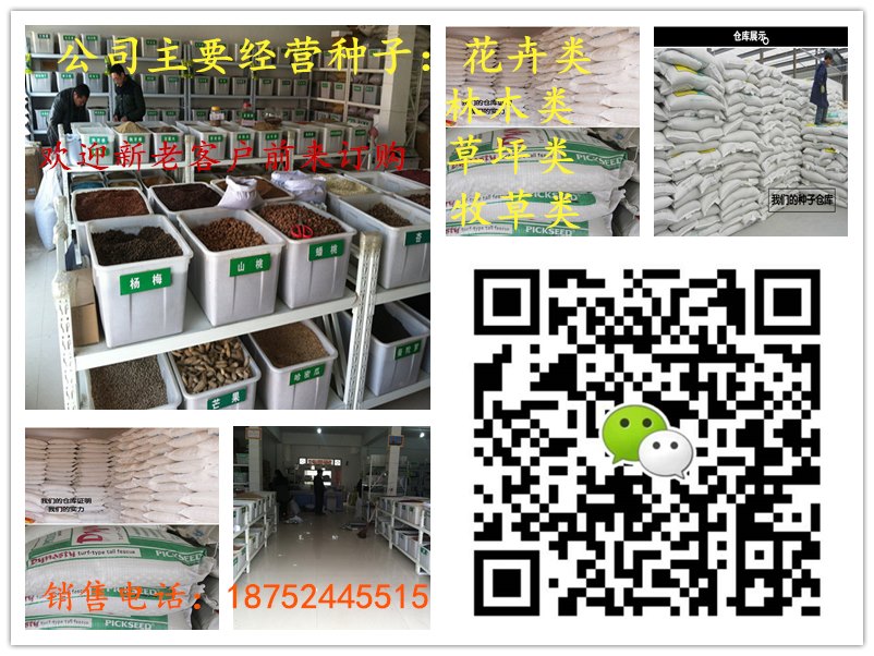 南宫28舒兰绿化工程项目预算多少钱一亩(图2)